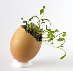 Garden cress growing in an egg shell