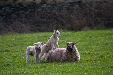 Fototapeta premium Lambs