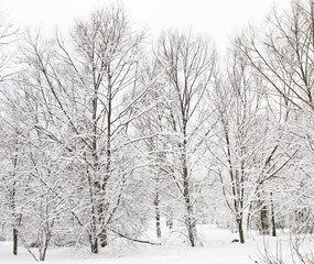 Winter forest