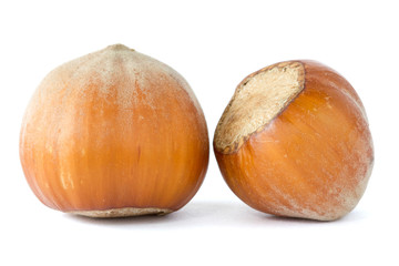 two dried  hazelnuts