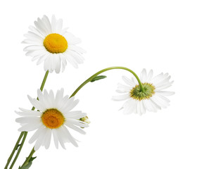 chamomile