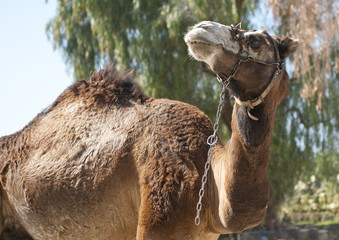 Close up of a Camel