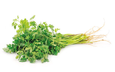 Fresh coriander leaves  on white