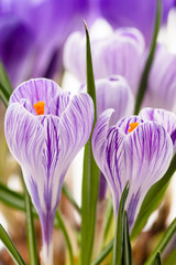 Crocus