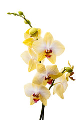 Naklejka na ściany i meble ¯ółta orchidea