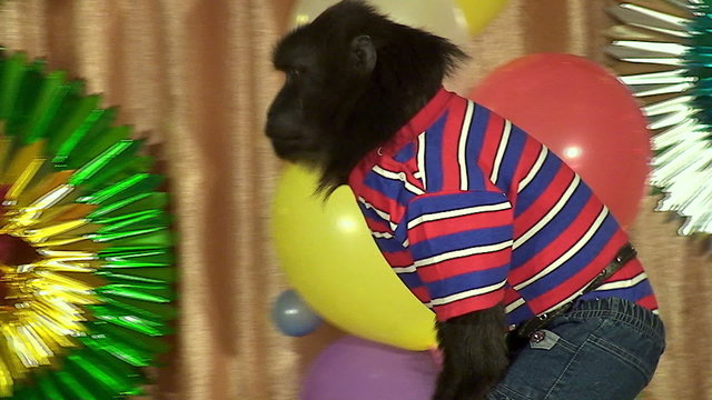 performance of a circus monkey