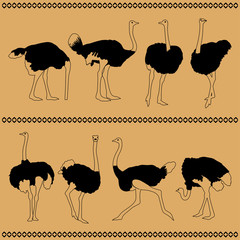 eight ostriches