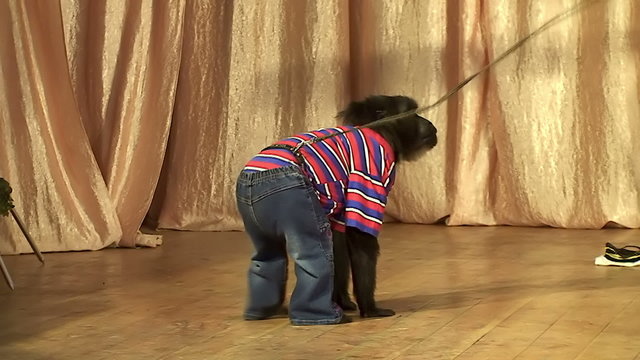 performance of a circus monkey