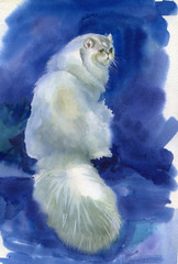 Naklejka premium Cat