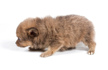 Obraz premium Pomeranian Spitz puppy on a white background