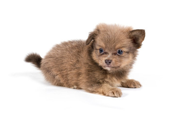 Fototapeta na wymiar Pomeranian Spitz puppy on a white background