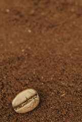 One Arabica Coffee Bean on Ground Coffee