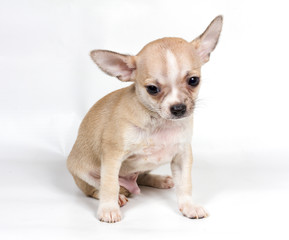 Chihuahua puppy in front of white background