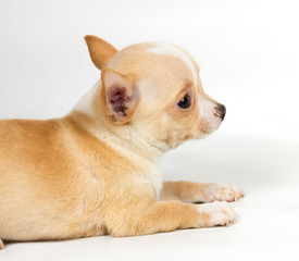 Obraz premium Chihuahua puppy in front of white background