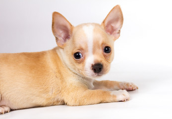 Chihuahua puppy in front of white background