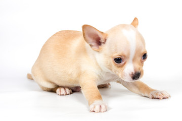 Chihuahua puppy in front of white background