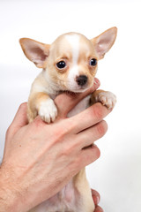 Chihuahua puppy in front of white background