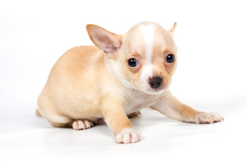Chihuahua puppy in front of white background