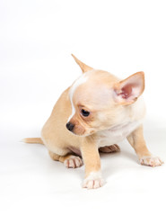 Chihuahua puppy in front of white background