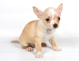 Chihuahua puppy in front of white background