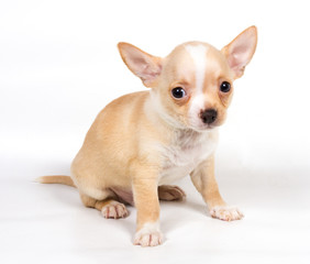 Chihuahua puppy in front of white background