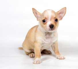 Chihuahua puppy in front of white background