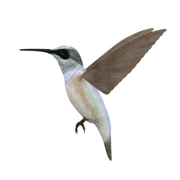 3d render of colibri bird