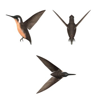 3d render of colibri bird