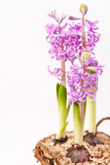 Pink hyacinths