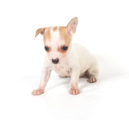 chihuahua puppy