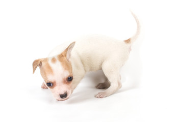 Obraz premium chihuahua puppy