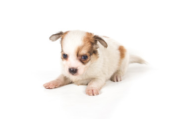 chihuahua puppy