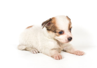 chihuahua puppy