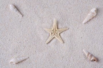 Fototapeta na wymiar Ein Seestern und vier Schnecken im Sand
