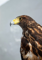 Águila de Harris