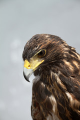 Águila de Harris