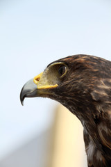 Águila de Harris