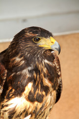 Águila de Harris