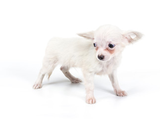 Funny puppy Chihuahua poses on a white background