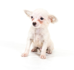 Funny puppy Chihuahua poses on a white background