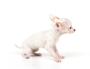 Naklejka premium Funny puppy Chihuahua poses on a white background