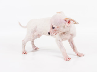 Funny puppy Chihuahua poses on a white background