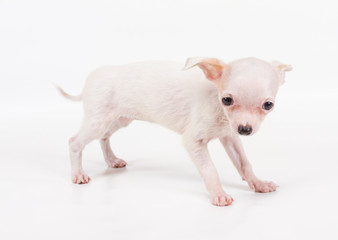Funny puppy Chihuahua poses on a white background
