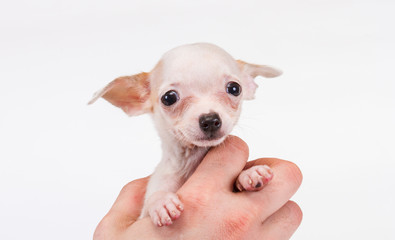 Funny puppy Chihuahua poses on a white background