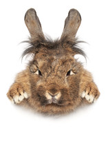 Lop-eared fluffy rabbit
