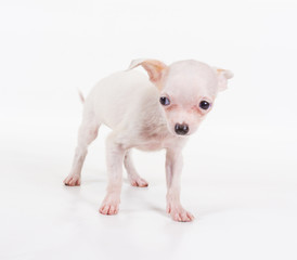 Obraz premium Funny puppy Chihuahua poses on a white background