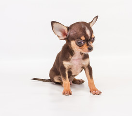 Funny puppy Chihuahua poses on a white background