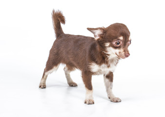 Funny puppy Chihuahua poses on a white background