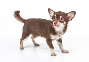 Funny puppy Chihuahua poses on a white background