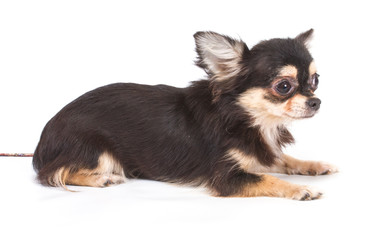 Obraz premium Funny puppy Chihuahua poses on a white background
